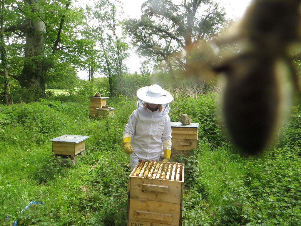 Summer Update and Invitation to the Honey Celebration 2015 Newsletter-Brookfield Farm