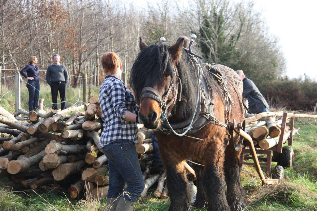 Horse Logging at Brookfield Farm-Brookfield Farm