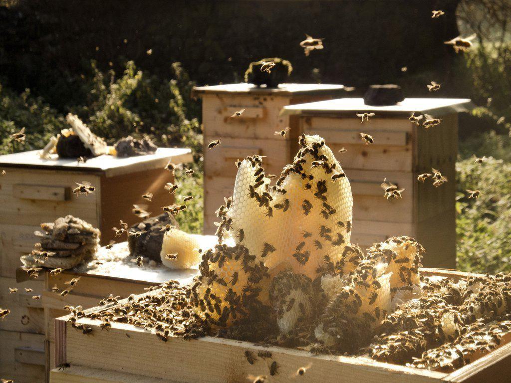 Honey Celebration Events! September 2015 Newsletter-Brookfield Farm