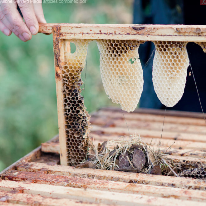 brookfield farm beehive honeycomb