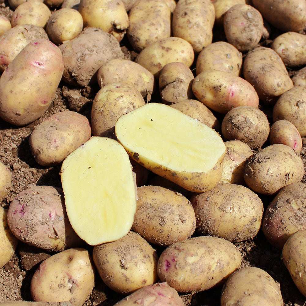 Carolus potatoes 10kg