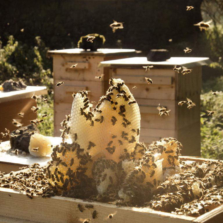 Hiveshare Bee Friend - Brookfield Farm