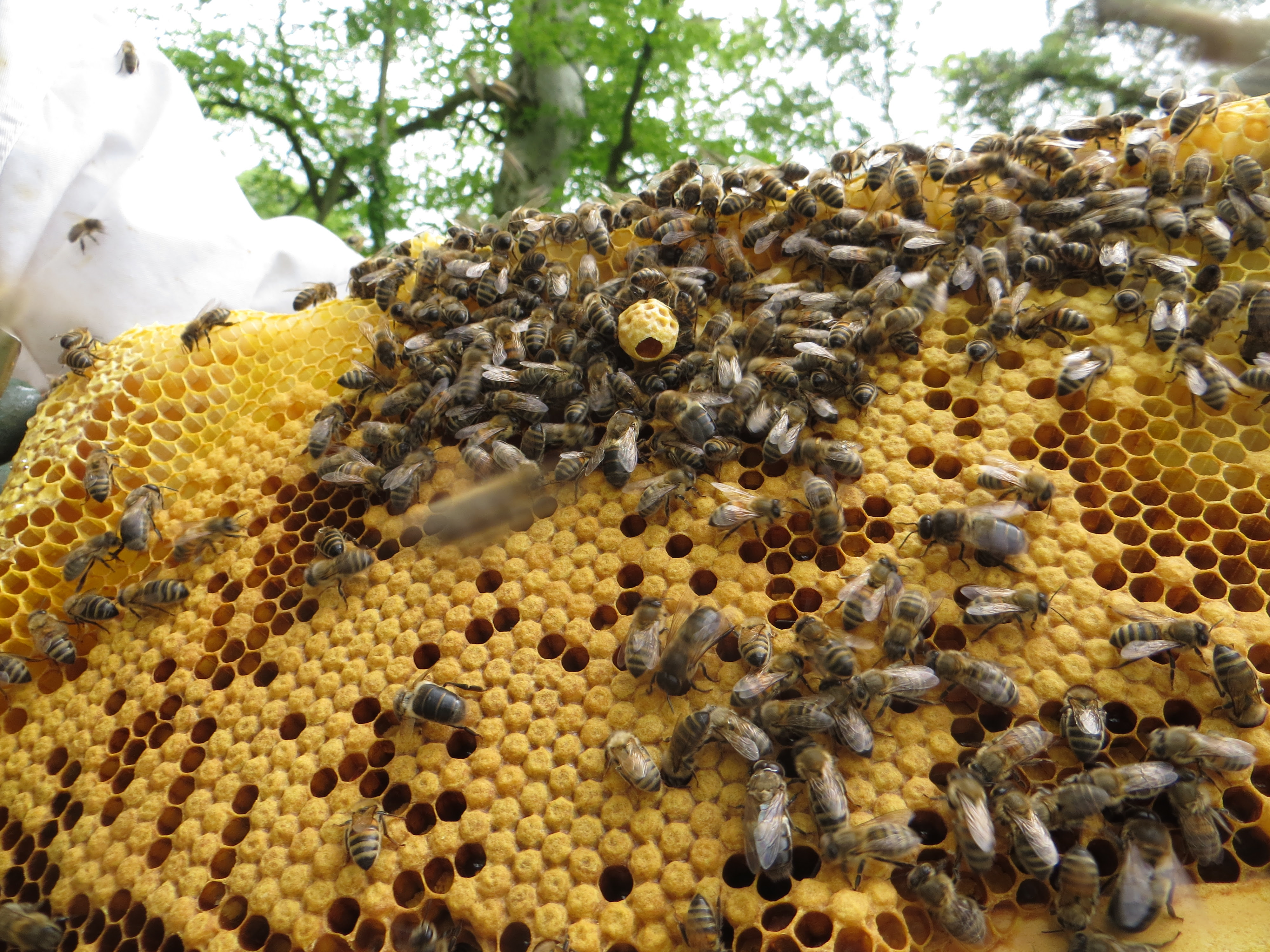 http://www.brookfield.farm/collections/hiveshare
