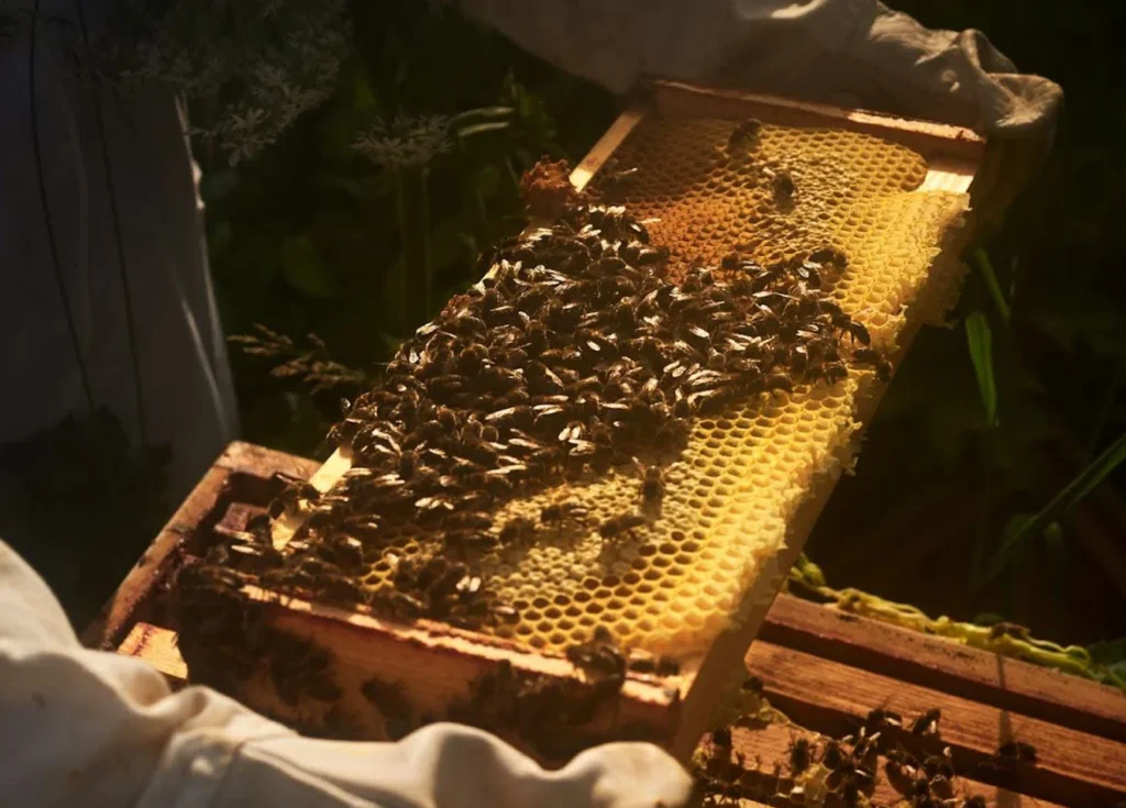 Bee Supporter