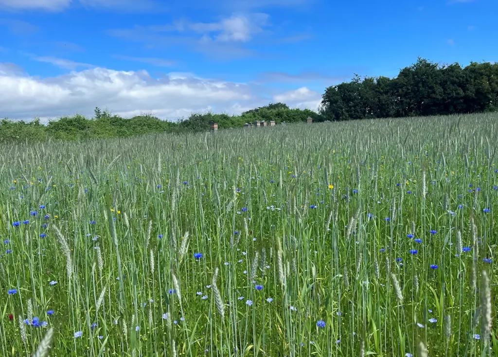 Field and sky